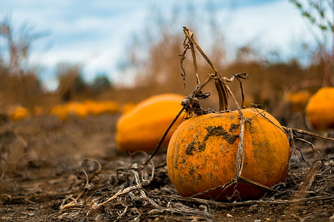 pompoen patch, oranje, pompoen, bruin, bodem, veld-, lap, vuil, herfst, eten en drinken, halloween, voedsel, natuur, viering, focus op de voorgrond, groente, geen mensen, dag, buitenshuis, land-, Oranje kleur, landelijke scène, landschap, landbouw, oogst, hemel, kopie ruimte, oppervlakteniveau, 5K, CC0, publiek domein, royaltyvrij