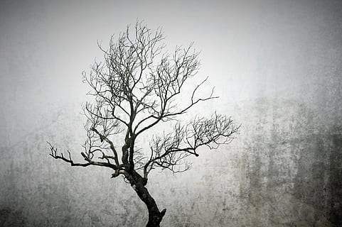 arbre d’escala de grisos, arbre, hivern, arbres d’hivern, branca, congelat, fred, gelades, blanc i negre, boira, arbre nu, temperatura de fred, naturalesa, cap gent, a l'aire lliure, dia, neu, bellesa a la natura, planta, tranquil·litat, cel, vinyeta, escenics - natura, vista d’angle baix, fantasmal, silueta, arbre únic, planta morta, efecte texturat, 2K, CC0, domini públic, lliure de regalies