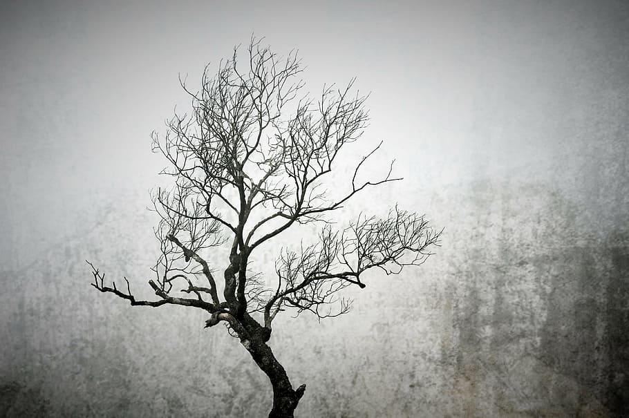 arbre d’escala de grisos, arbre, hivern, arbres d’hivern, branca, congelat, fred, gelades, blanc i negre, boira, arbre nu, temperatura de fred, naturalesa, cap gent, a l'aire lliure, dia, neu, bellesa a la natura, planta, tranquil·litat, cel, vinyeta, escenics - natura, vista d’angle baix, fantasmal, silueta, arbre únic, planta morta, efecte texturat, 2K