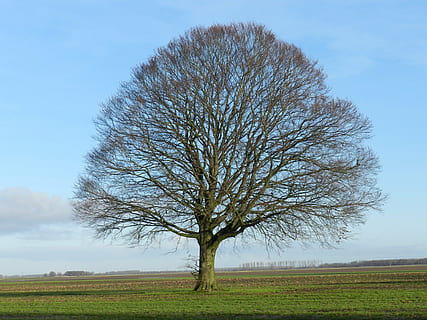 Baum, Eiche, einsam, Herbst, Himmel, Pflanze, Feld, Land, Landschaft, Schönheit in der Natur, kahler Baum, Umgebung, Ruhe, ruhige Szene, Szenen - Natur, Natur, Nicht-städtische Szene, Tag, keine Leute, Wachstum, Ast, Gras, draußen, isoliert, 4K, CC0, gemeinfrei, lizenzfrei