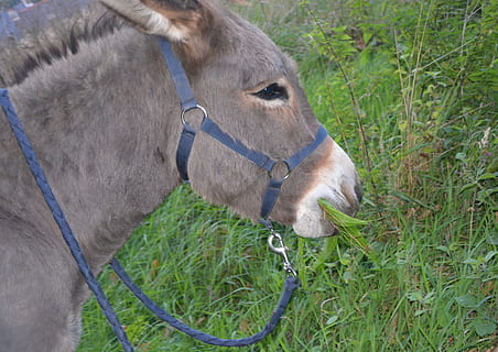 burro, cap, Perfil, halter, equí, menjar, herba, mamífer, animal, temes d'animals, animals domèstics, nacional, mascotes, vertebrats, un animal, bestiar, planta, camp, terra, cavall, fauna animal, naturalesa, herbívors, cap gent, animal de treball, dia, cap d’animals, a l'aire lliure, vista del perfil, 5K, CC0, domini públic, lliure de regalies