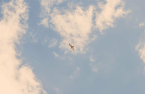 grå, hvid, fugl, flyvende, himmel, blå, dagtimerne, vinger, sky - himmel, natur, ingen mennesker, dag, udendørs, lav vinkel visning, dyre temaer, luftfartøj, fly, transportform, transportmidler, rejse, Midt i luften, bevægelse, på farten, skønhed i naturen, sollys, dyr, 1080P