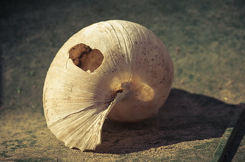 branco, Concha, rachar, topo, quebrado, esvaziar, perto, sair, natureza, estragado, Caracol, puxado, sem parafuso, casa, réptil, Casca de caracol, criatura, habitação, anéis anuais, molusco, furos, fechar-se, um animal, temas animais, focar em primeiro plano, ninguém, dia, ao ar livre, Comida, Alimentação saudável, comida e bebida, único objeto, sombra, ainda vida, fruta, frescura, bem-estar, luz solar, terra, vegetal, cogumelo, madeira - material, foco seletivo, 4K, CC0, domínio público, royalty free