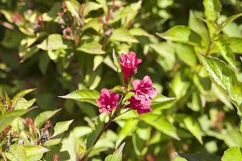 makro, ark, natur, farger, vår, blomst, rosa, blad, anlegg, rød, petal, sommer, skjønnhet i naturen, vekst, blomstrende plante, friskhet, nærbilde, grønn farge, plante del, skjørhet, sårbarhet, dag, fokusere på forgrunnen, blomsterhodet, ingen folk, rosa farge, inflorescence, utendørs, 5K, CC0, offentlig domene, opphavsrett gratis