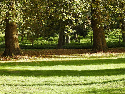 natureza, floresta, sombra, grama, leve, verde, início do outono ou queda antecipada, a natureza, árvore, plantar, tronco, crescimento, tronco de árvore, luz solar, cor verde, terra, dia, beleza na natureza, tranquilidade, campo, parque, cena tranquila, ninguém, ao ar livre, park - homem fez espaço, 4K, CC0, domínio público, royalty free