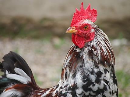 Weiß, braun, Hahn, Hähnchen, schließen, Bauernhof, bunt, gockel, Geflügel, Rechnung, Tierthemen, Vogel, Tier, Wirbeltier, Haustiere, Hühnchen - Vogel, Vieh, ein Tier, inländisch, Fokus auf den Vordergrund, Säugetier, Nahansicht, männliches Tier, keine Leute, Tag, Tierkamm, rot, draußen, Tierkopf, Tierauge, 4K, CC0, gemeinfrei, lizenzfrei