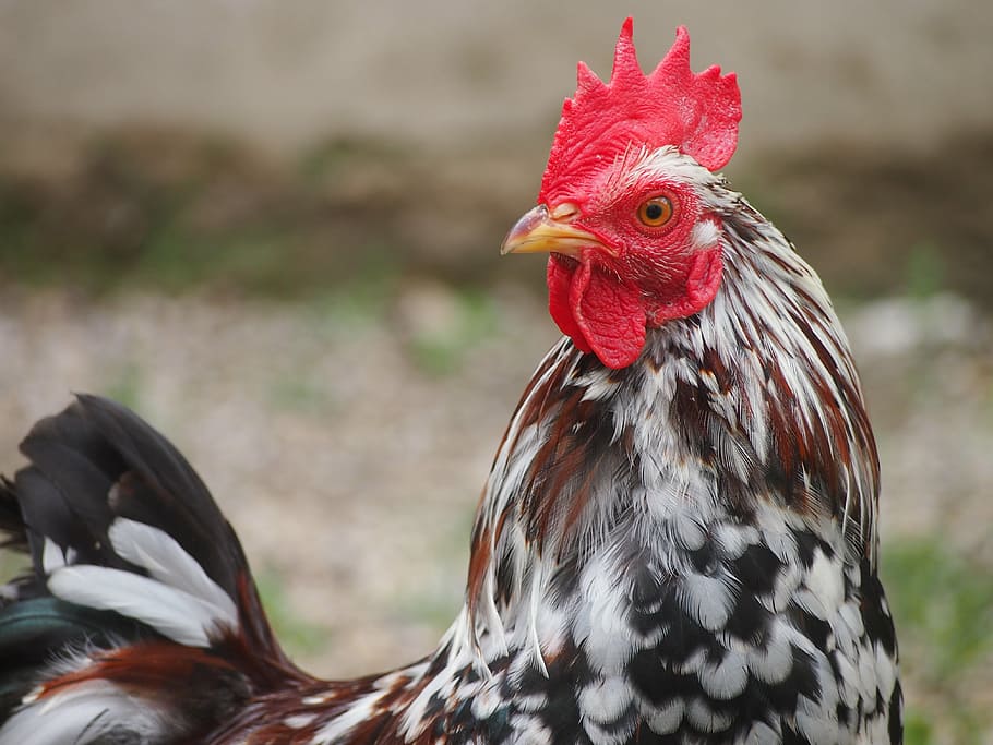 Weiß, braun, Hahn, Hähnchen, schließen, Bauernhof, bunt, gockel, Geflügel, Rechnung, Tierthemen, Vogel, Tier, Wirbeltier, Haustiere, Hühnchen - Vogel, Vieh, ein Tier, inländisch, Fokus auf den Vordergrund, Säugetier, Nahansicht, männliches Tier, keine Leute, Tag, Tierkamm, rot, draußen, Tierkopf, Tierauge, 4K