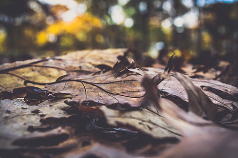 foto, sec, fulles, hora del dia, sòl, mort, groc, arbre, temporada, vermell, planta, taronja, full, verd, daurat, bosc, caure, color, bellesa, part de la planta, naturalesa, enfocament selectiu, caient, terra, tardor, canvi, cap gent, primer pla, dia, a l'aire lliure, nivell superficial, camp, llum solar, planta morta, fulla d'auró, escorça, 4K, CC0, domini públic, lliure de regalies