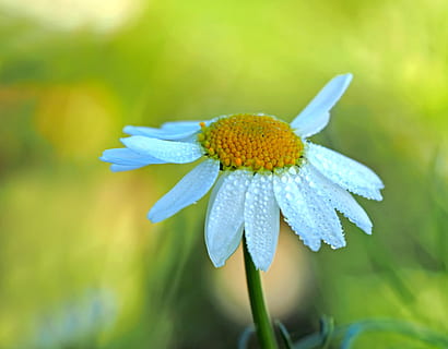 tancar, fotografia, blanc, flor d’aster, florir, durant el dia, perles, florint, flor, borrós, primer pla, rosada, gota de rosada, gota d’aigua, gotes, flora, focus, macro, fotografia macro, pètal, planta, gota de pluja, tija, flor silvestre, planta amb flors, fragilitat, vulnerabilitat, frescor, bellesa a la natura, cap de flor, creixement, inflorescència, centrar-se en primer pla, dia, cap gent, naturalesa, color verd, pol·len, a l'aire lliure, primavera, sepal, porpra, 4K, CC0, domini públic, lliure de regalies