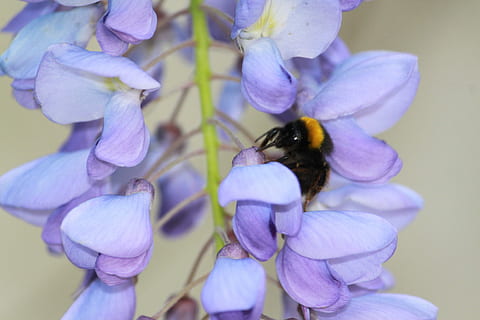 Natur, Insekt, Bourdon, ein Tier, Tierthemen, lila, Blume, Nahansicht, blühende Pflanze, Blütenblatt, Pflanze, Zerbrechlichkeit, Verletzlichkeit, Schönheit in der Natur, Blütenkopf, Wachstum, wirbellos, Tier, Tierwelt, Tiere in freier Wildbahn, Frische, Biene, keine Leute, Hummel, Bestäubung, 1080P, CC0, gemeinfrei, lizenzfrei