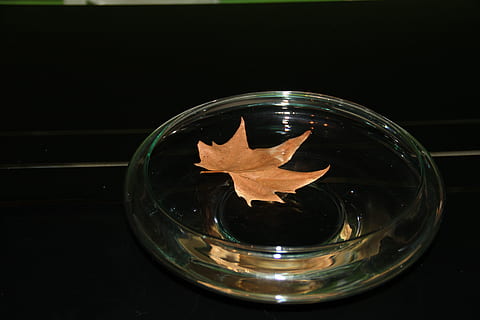 Schale, Muscheln, Blatt, Kräuterblatt, Blatt im Wasser, Herbstlaub, Das Blatt, im Herbst, Tröpfchen, Blätter, keine Leute, Nahansicht, schwarzer Hintergrund, Nacht-, drinnen, Glas, Glas - Material, Wasser, transparent, gestalten, Natur, Reflexion, Kreis, Getränk, Geometrische Figur, Trinkglas, Studioaufnahme, Erfrischung, Pflanzenteil, 5K, CC0, gemeinfrei, lizenzfrei