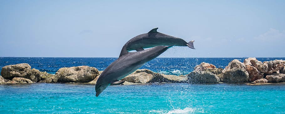 fotografia, dos, dofí, saltar, cos, aigua, dofins, aquari, peix, animal, oceà, la vida, mar, marí, blau, mamífer, vida salvatge, aquàtics, salvatge, naturalesa, nedar, diversió, piscina, juganer, humit, fin, jugant, espectacle, balena, fauna animal, temes d'animals, animals a la natura, horitzó sobre l’aigua, mamífer aquàtic, cel, horitzó, la vida marina, cap gent, un animal, rock - object, sota l'aigua, llibertat, a l'aire lliure, 4K