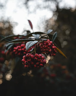 il giro, rosso, fotografia di close-up di frutta, bacca, albero, ramo, foglia, bokeh, frutta, freschezza, pianta, avvicinamento, mangiare sano, cibo e bevande, concentrarsi sulle conoscenze acquisite, cibo, bellezza nella natura, natura, crescita, frutti di bosco, nessuno, fiore, giorno, pianta fiorita, messa a fuoco selettiva, vulnerabilità, fragilità, all'aperto, maturo, sorbe, 4K, CC0, dominio pubblico, privo di copyright