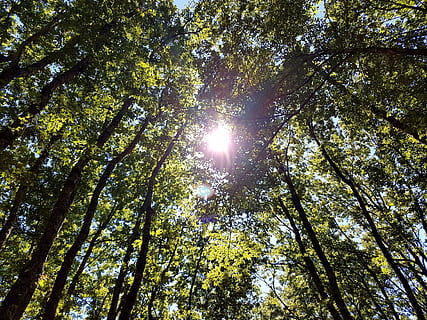 Dom, arboles, naturaleza, hojas, cielo, rayo, verde, árbol, ligero, follaje, planta, corriente, parque, Italia, vista de ángulo bajo, rayo de sol, luz del sol, belleza en la naturaleza, crecimiento, bosque, tierra, tranquilidad, copas de los árboles, nadie, día, al aire libre, color verde, rama, paisajes - naturaleza, destello de lente, directamente debajo, brillante, transmisión, brillantemente iluminado, 4K, CC0, dominio público, libre de derechos