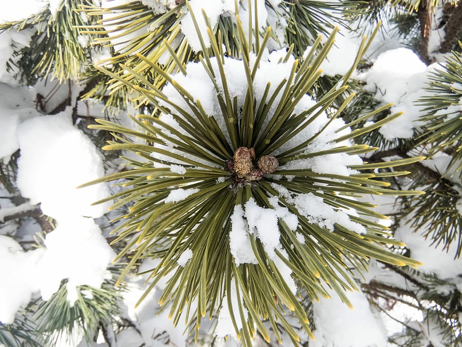 Pflanze, Kiefer, Nadeln, Makro, Baum, Nahansicht, Schnee, bedeckt, Winter, Natur, immergrün, Kiefernblätter, Weihnachten, Weihnachtsbaum, keine Leute, Wachstum, kalte Temperatur, Schönheit in der Natur, Tag, Ruhe, Ast, weiße Farbe, draußen, grüne Farbe, Nadel - Pflanzenteil, gefroren, Nadelbaum, Tannenbaum, 4K