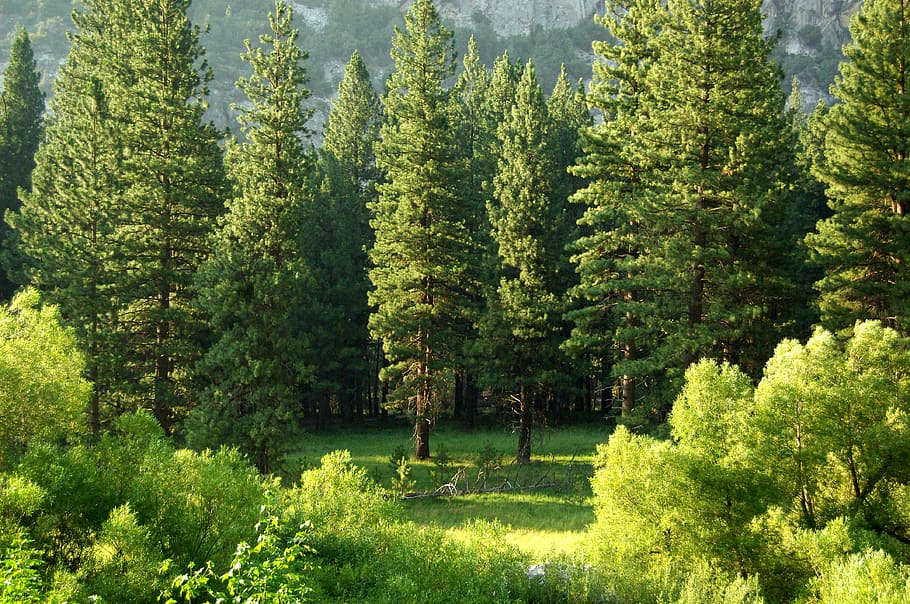 pins, arbres amb fulles verdes, arbre, bosc, parc, prat, verd, Parc Nacional, parc nacional dels canons dels reis, zumwalt prat, pi, arbre d’arbre, planta, color verd, creixement, bellesa a la natura, terra, tranquil·litat, escena tranquil·la, escenics - natura, dia, cap gent, naturalesa, fullatge, exuberant fullatge, camp, vista d’angle alt, escena no urbana, a l'aire lliure, idíl·lic, arbre de coníferes, 4K