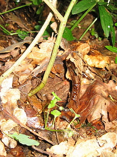 natureza, animais, sapo, folha, outono, floresta, ao ar livre, parte da planta, terra, campo, seco, ninguém, dia, plantar, visão de alto ângulo, fechar-se, crescimento, animais selvagens, sai, animal, queda, luz solar, animais em estado selvagem, temas animais, mudança, 720P, CC0, domínio público, royalty free