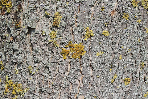 Baumrinde, Borke, Log, Textur, Struktur, Baum, Holz, texturiert, Tag, keine Leute, Gelb, Wachstum, Pflanze, Rau, Flechte, Natur, Vollbild, Hintergründe, Nahansicht, Baumstamm, Kofferraum, Moos, draußen, blühende Pflanze, Muster, Blume, 5K, CC0, gemeinfrei, lizenzfrei