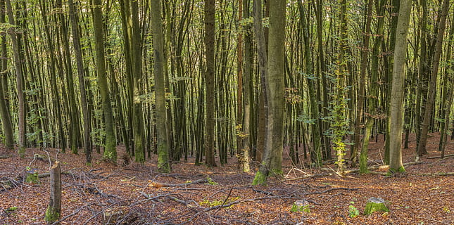 Wald, Header, Hintergrund, Website, Natur, Berg, Steigung, Bäume, Fichte, Buch, Land, Baum, Pflanze, Baumstamm, Kofferraum, Ruhe, Wachstum, Tag, Schönheit in der Natur, keine Leute, Fülle, Nicht-städtische Szene, Bambushain, Bambuspflanze, Landschaft, draußen, ruhige Szene, 5K, CC0, gemeinfrei, lizenzfrei