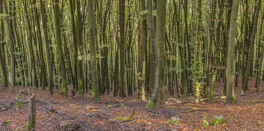 Skov, header, baggrund, hjemmeside, natur, bjerg, hældning, træer, gran, Bestil, jord, træ, plante, træstamme, bagagerum, ro, vækst, dag, skønhed i naturen, ingen mennesker, overflod, ikke-urbane scene, bambus lund, bambus - plante, landskab, udendørs, rolig scene, 5K