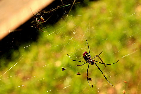 Spider, Yellow, Web, Sun, Nature, red, arachnid, insect, autumn, garden, one animal, spider web, animals in the wild, animal themes, animal, animal wildlife, invertebrate, fragility, close-up, survival, focus on foreground, arthropod, no people, spinning, day, outdoors, animal leg, 5K, CC0, public domain, royalty free