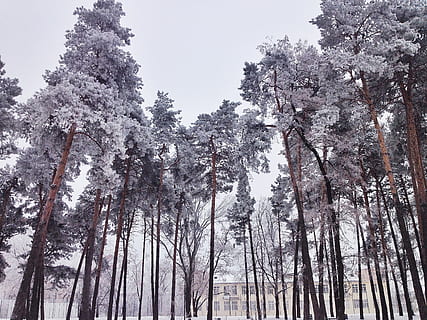 зима, Schnee, Baume, дерево, завод, красота в природе, рост, низкий угол обзора, небо, холодная температура, спокойствие, снег, лес, природа, нет людей, хобот, ствол дерева, земельные участки, спокойная сцена, день, лесистая местность, на открытом воздухе, сосна, хвойное дерево, 2K, CC0, общественное достояние, роялти бесплатно