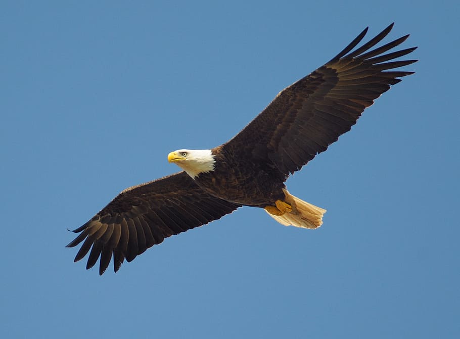 skaldet, ørn, Midt i luften, flyve, fugl, symbol, amerikansk, flyvende, rovdyr, natur, Hvidhovedet havørn, ørn - fugl, USA, dyreliv, rovfugl, frihed, dyr i naturen, dyr, dyre temaer, hvirveldyr, skyfri himmel, et dyr, kopiere plads, lav vinkel visning, himmel, blå, spredte vinger, dag, ingen mennesker, udendørs, 2K