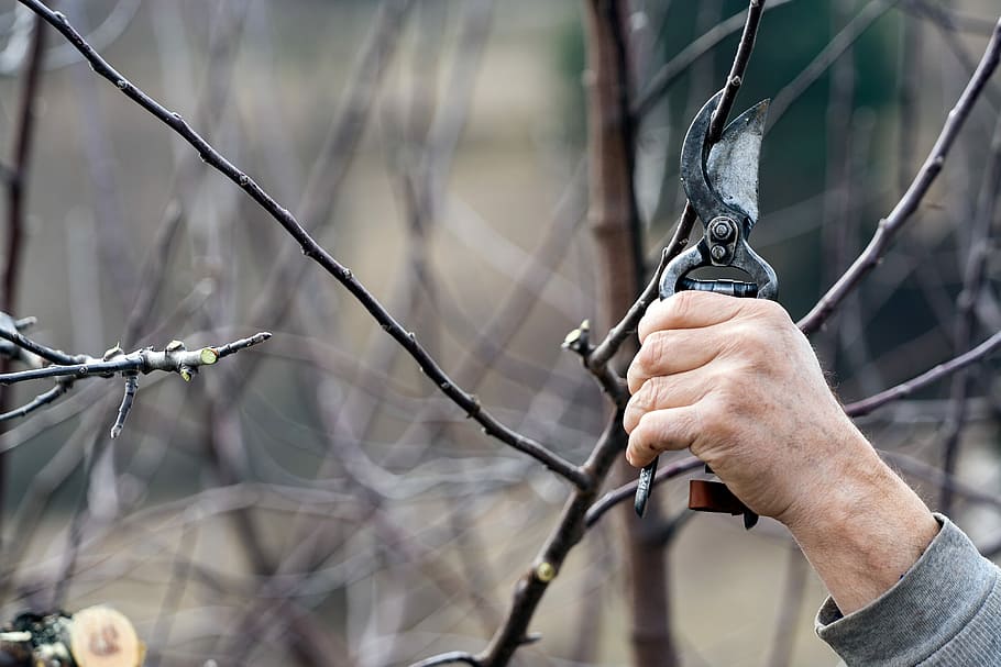 taglio, forbici, albero, strumento, lavoro, lama, cancelliere, dipendente, attrezzatura, falegname, ramo, natura, giardinaggio, rimozione, miglioramento, mestiere, mano, mano umana, parte del corpo umano, concentrarsi sulle conoscenze acquisite, una persona, all'aperto, giorno, avvicinamento, detenzione, messa a fuoco selettiva, cartello, segnale di pericolo, questioni sociali, pianta, crimine, 2K