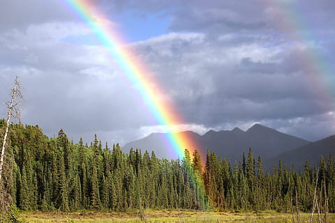 montagna, verde, alberi, arcobaleno, pioggia, arco, fiume rospo, colori dell'arcobaleno, doppio arcobaleno, British Columbia, albero, bellezza nella natura, nuvola - cielo, scenics - natura, multicolore, pianta, cielo, ambiente, scena tranquilla, scena non urbana, la tranquillità, foresta, natura, nessuno, terra, paesaggio, giorno, all'aperto, Pino, albero di conifere, 5K, CC0, dominio pubblico, privo di copyright