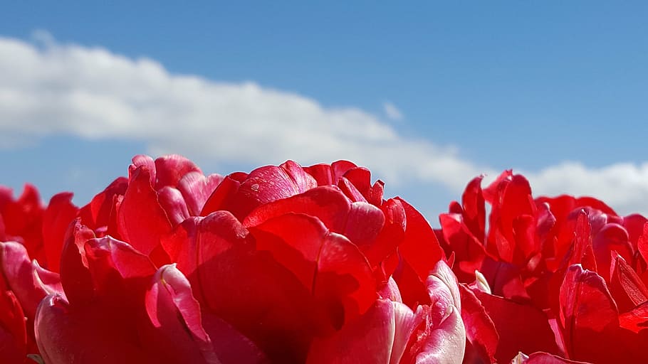 tulp, rood, lucht, vermell, flor, planta amb flors, bellesa a la natura, planta, frescor, cel, núvol - cel, naturalesa, pètal, primer pla, vulnerabilitat, fragilitat, cap gent, creixement, inflorescència, dia, cap de flor, llum solar, a l'aire lliure, primavera, 5K