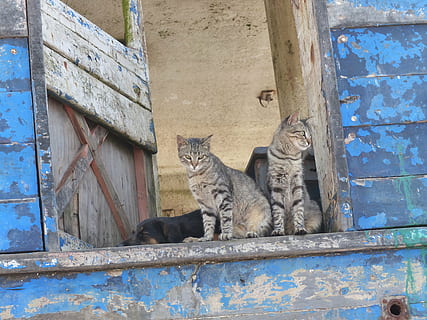to, Brun, tabby, katte, træ-, bord, kat, kæledyr, vindue, sidde, dyr, indenlandske kat, feline, pattedyr, nuttet, dyre temaer, husdyr, indenlandske, hvirveldyr, lempelse, træ - materiale, dag, sidder, et dyr, ingen mennesker, bygget struktur, arkitektur, bakkenbart, 4K, CC0, offentligt domæne, royaltyfrie