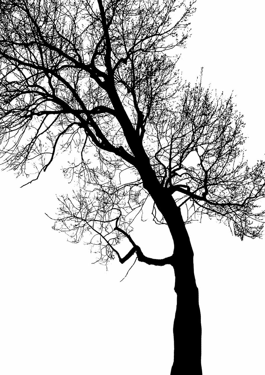 silhuetfotografi, visne, træ, afdeling, bagagerum, løv, kontrast, vinter, Skov, trægrene, lys og skygge, lænende træ, silhuet, himmel, bare træ, plante, træstamme, natur, ro, ingen mennesker, skønhed i naturen, skyfri himmel, udendørs, lav vinkel visning, dag, rolig scene, scenics - natur, enkelt træ, 1080P