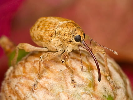 marró, morrut, fotografia macro, filbert weevil, error, insecte, primer pla, macro, destructiu, naturalesa, animal, vida salvatge, temes d'animals, un animal, fauna animal, animals a la natura, invertebrat, cap gent, part del cos dels animals, a l'aire lliure, centrar-se en primer pla, longitud completa, part del cos, cames d’animal, dia, ull d’animals, petit, 1080P, CC0, domini públic, lliure de regalies