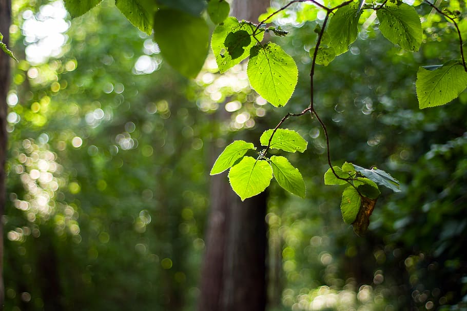 foresta, ramo, estate, faggeta, fogliame, albero, foglia, giorno, all'aperto, crescita, natura, colore verde, nessuno, pianta, parte vegetale, concentrarsi sulle conoscenze acquisite, terra, bellezza nella natura, luce del sole, cibo e bevande, ambiente, freschezza, avvicinamento, foresta pluviale, foresta pluviale tropicale, 5K