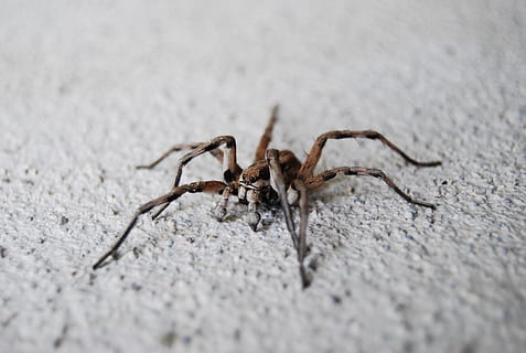 edderkop, makro, et dyr, dyreliv, hvirvelløse, dyr i naturen, arachnid, insekt, tæt på, leddyr, dag, selektiv fokusering, ingen mennesker, dyr kropsdel, udendørs, dyr ben, natur, zoologi, marine, 2K, CC0, offentligt domæne, royaltyfrie