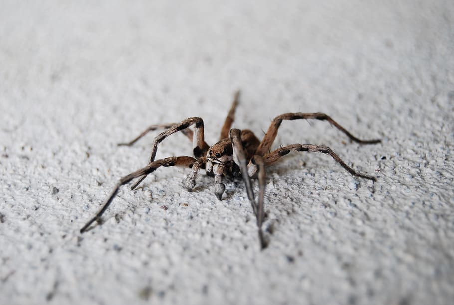 edderkop, makro, et dyr, dyreliv, hvirvelløse, dyr i naturen, arachnid, insekt, tæt på, leddyr, dag, selektiv fokusering, ingen mennesker, dyr kropsdel, udendørs, dyr ben, natur, zoologi, marine, 2K