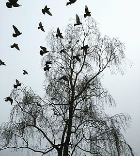Londra, iarnă, porumbei, rece, speriat de porumbei, monotonie, arbore gol, pasăre, animale în sălbăticie, animale tematice, animale sălbatice, grup mare de animale, animale vertebrate, copac, animal, vedere unghiulară joasă, grup de animale, plantă, cer, zbor, ramură, nici o persoana, natură, stol de păsări, zi, cer senin, în aer liber, 2K, CC0, domeniu public, fără drepturi de autor