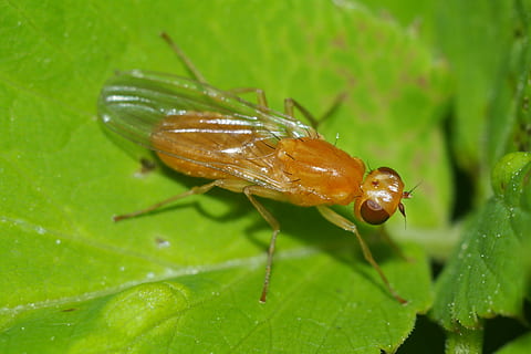 Mucha, insekt, makro, tæt på, butterfly, hvirvelløse, dyr, dyreliv, dyre temaer, plante del, dyr i naturen, blad, grøn farve, et dyr, natur, plante, vækst, ingen mennesker, dag, skønhed i naturen, dyrefløj, selektiv fokusering, udendørs, 4K, CC0, offentligt domæne, royaltyfrie