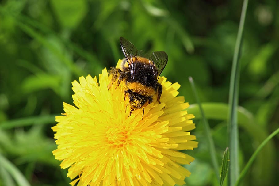 Bee, Dandelion, Pollen, Hard, hard working, spring, meadow, sun, pollination, pointed flower, nature, petals, flower, insect, fragility, petal, yellow, flowering plant, invertebrate, animal themes, animal wildlife, animal, animals in the wild, beauty in nature, plant, one animal, vulnerability, flower head, growth, freshness, close-up, no people, outdoors, bumblebee, butterfly - insect, 5K