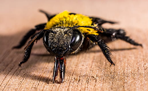 groc, negre, abella, marró, fusta, superfície, primer pla, insecte, macro, invertebrat, animal, fauna animal, temes d'animals, un animal, animals a la natura, cap gent, material de fusta, naturalesa, tir de l'estudi, centrar-se en primer pla, part del cos dels animals, enfocament selectiu, a l'interior, bellesa a la natura, 4K, CC0, domini públic, lliure de regalies