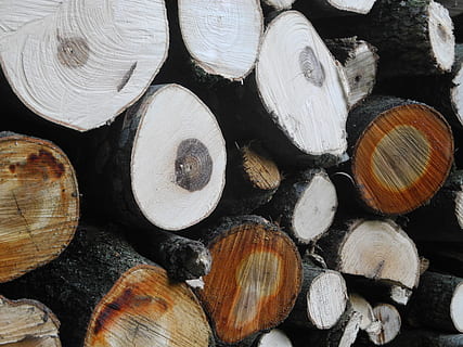 fusta, troncs d’arbres, bosc, pinta el tall de fil, naturalesa, fusta laminada, anells anuals, holzstapel, registre, llenya, material de fusta, indústria de la fusta, pila, fons, gran grup d'objectes, marc complet, desforestació, arbre, generació de combustible i energia, qüestions ambientals, primer pla, forma, abundància, Munt, cap gent, a l'aire lliure, pila de fusta, 2K, CC0, domini públic, lliure de regalies