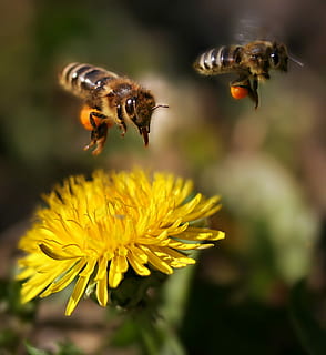 dos abejas marrones, abeja, vuelo, polinización, par, diente de león, planta floreciendo, flor, insecto, temas de animales, invertebrado, animal, animales en la naturaleza, belleza en la naturaleza, fauna animal, frescura, fragilidad, planta, vulnerabilidad, de cerca, pétalo, cabeza de flor, centrarse en primer plano, amarillo, naturaleza, nadie, flotando, al aire libre, polen, 2K, CC0, dominio público, libre de derechos