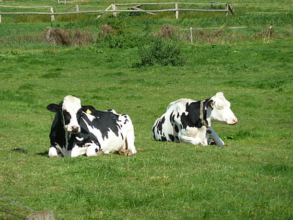 krávy, pastvina, obavy, hovězí, dobytek, zvířat, tráva, domácí, savec, domácí zvířata, domácí mazlíčci, zvíře, rostlina, pole, skupina zvířat, hospodářských zvířat, obratlovců, přistát, kráva, zelená barva, Příroda, den, nikdo, krajina, býložravý, venku, 4K, CC0, veřejná doména, bez autorských práv