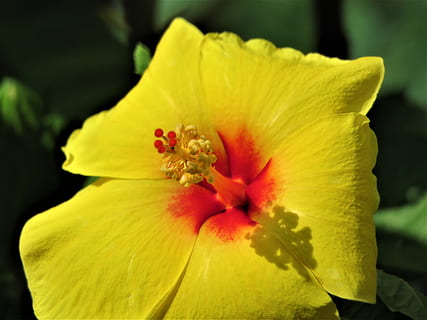 blomst, gul, rust, skygge, have, blomstrende plante, friskhed, skrøbelighed, sårbarhed, skønhed i naturen, kronblad, blomsterhoved, blomsterstand, plante, tæt på, vækst, natur, pollen, støvdrager, udendørs, ingen mennesker, fokus på forgrunden, forår, 4K, CC0, offentligt domæne, royaltyfrie