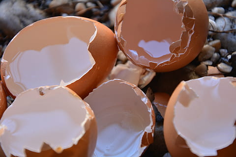 tom, æggeskaller, calcium, mad og drikke, mad, æg, friskhed, æggeskal, tæt på, sødt mad, gået i stykker, skal, stilleben, sød, overbærenhed, ingen mennesker, sund kost, dessert, fristelse, indendørs, skrøbelighed, Brun, sårbarhed, æggeblomme, snack, 5K, CC0, offentligt domæne, royaltyfrie