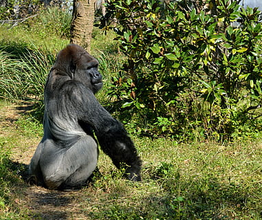 sølv tilbage, gorilla, abe, primat, dyreliv, pattedyr, dyr, natur, vild, Zoo, reservere, farligt, truede, beskyttet, stor, naturlig, plante, dyr i naturen, et dyr, hvirveldyr, sidder, dag, træ, jord, grøn farve, ingen mennesker, udendørs, 2K, CC0, offentligt domæne, royaltyfrie