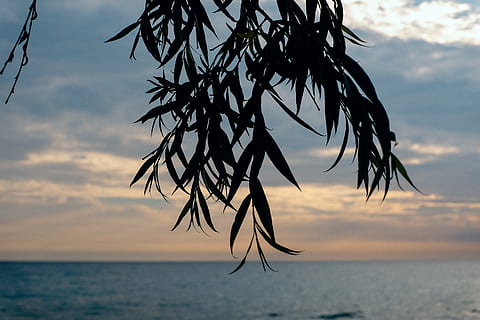 forlater silhuetten, blader, silhouette, landskap, hav, natur, solnedgang, Strand, himmel, tropisk klima, sommer, tre, sky - himmel, palmetre, utendørs, øy, kystlinje, ferier, blå, scenics, ingen folk, skumring, idylliske, vann, horisont over vann, skjønnhet i naturen, anlegg, ro, naturskjønnhet - natur, fokusere på forgrunnen, rolig scene, vekst, horisont, nærbilde, 4K, CC0, offentlig domene, opphavsrett gratis