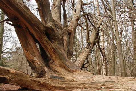arbre, arrel, calb, monyó, naturalesa, arbre, arrel, tronc de l'arbre, bosc, branca, cap gent, a l'aire lliure, dia, arbre nu, planta, tronc, tranquil·litat, terra, bellesa a la natura, escenics - natura, escena no urbana, escena tranquil·la, medi ambient, creixement, planta morta, 4K, CC0, domini públic, lliure de regalies