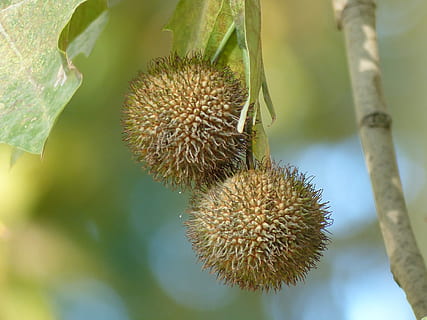 træ, efterår, frugt, have, plante, falde farver, natur, mad og drikke, mad, sund kost, friskhed, tæt på, ingen mennesker, dag, afdeling, velvære, udendørs, vækst, fokus på forgrunden, tropisk frugt, skønhed i naturen, blomst, grøn farve, moden, 4K, CC0, offentligt domæne, royaltyfrie
