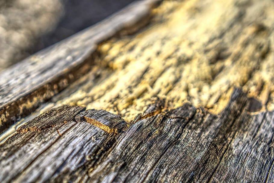registre, escorça, crack, trencat, deslligat, arbre, tribu, naturalesa, estructura, bosc, tronc d’arbre natural, vell, textura, fusta, gra, tancar, patró, hdr, rang dinàmic alt, material de fusta, enfocament selectiu, primer pla, cap gent, aspre, dia, a l'aire lliure, tronc de l'arbre, fons, esquerdat, resistent, marc complet, tronc, gra de fusta, anell d’arbre, 5K